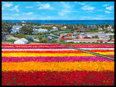Flower Splash - Carlsbad, CA.