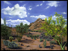 Gambel's Garden - Scottsdale, AZ.